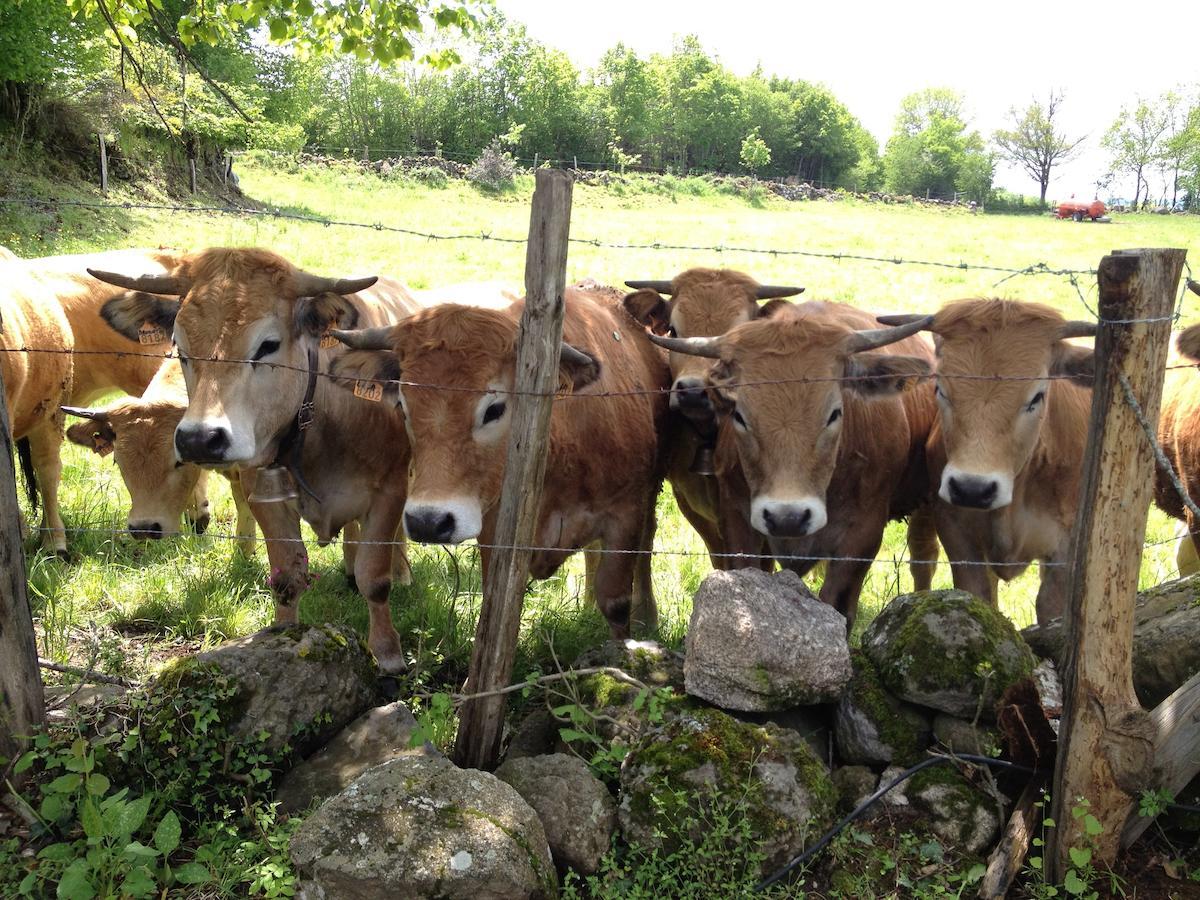 Le clos de Banes Argences-en-Aubrac Exterior foto